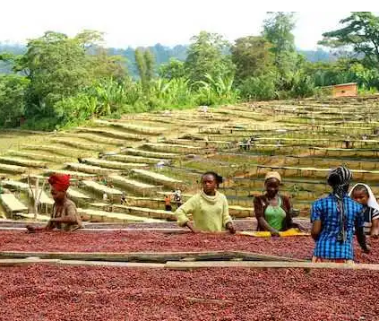 最早种植咖啡的国家是哪个国家？咖啡的起源是什么样的？