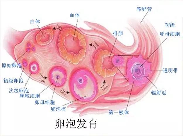 只有一侧的输卵管怀孕会不会很难（只剩一侧输卵管）