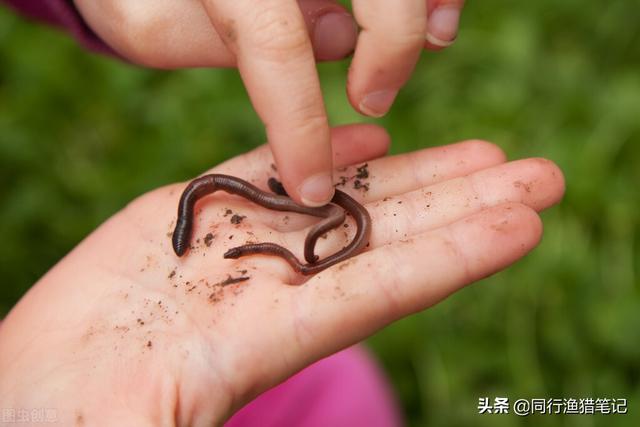 蚯蚓钓鱼绝技秘方（七岁小孩琢磨出的蚯蚓钓鱼绝招）