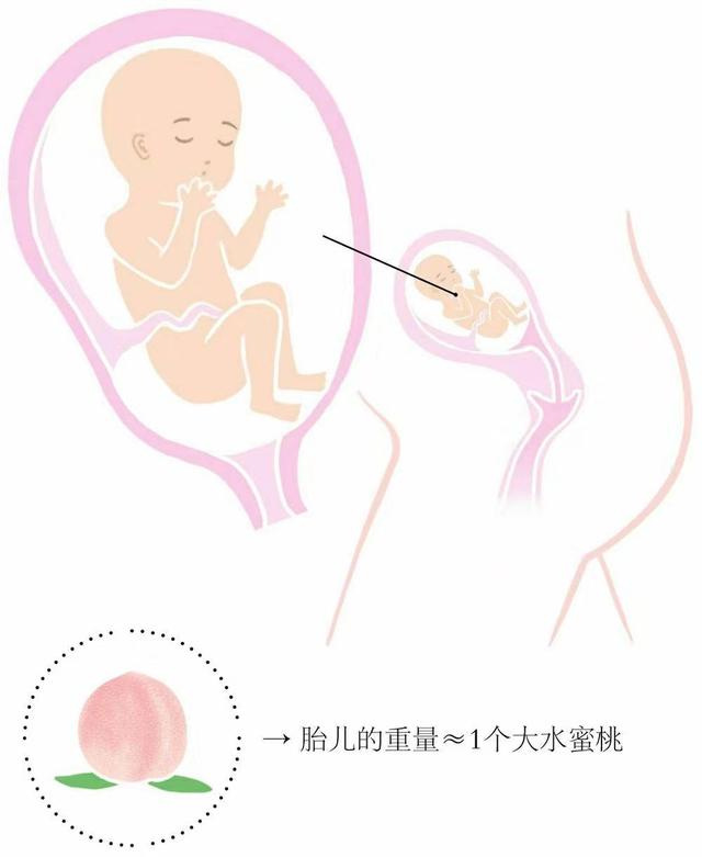 胎儿到六个月一周能长多大（胎儿6个月是什么样）